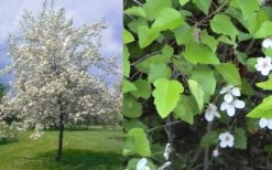 American Sweet Crabapple Tree (Malus Coronaria) - 1 Gallon Pot -Wilson Bros Gardens Plant Sales Store malus coronaria american sweet crabapple 6