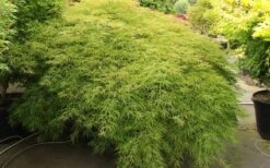 Otto's Dissectum Japanese Maple (Acer Palmatum) - 5 Gallon Pot -Wilson Bros Gardens Plant Sales Store maple japanese ottos 2 800x500 1