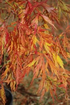 Otto's Dissectum Japanese Maple (Acer Palmatum) - 5 Gallon Pot -Wilson Bros Gardens Plant Sales Store maple japanese ottos 500x750 1