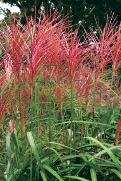 Flame Grass (Miscanthus 'Purpurascens') - 1 Gallon Pot -Wilson Bros Gardens Plant Sales Store miscanthus purpurascens flame grass 1