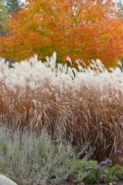 Flame Grass (Miscanthus 'Purpurascens') - 1 Gallon Pot -Wilson Bros Gardens Plant Sales Store miscanthus purpurascens flame grass 4