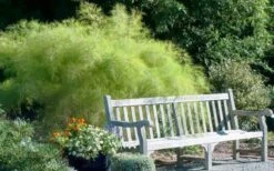 Bamboo Muhly Grass - 3 Gallon Pot -Wilson Bros Gardens Plant Sales Store muhlenbergia dumosa bamboo muhly grass 12