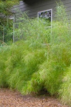 Bamboo Muhly Grass - 3 Gallon Pot -Wilson Bros Gardens Plant Sales Store muhlenbergia dumosa bamboo muhly grass 13