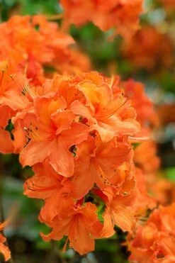 Mandarin Lights Cold Hardy Azalea (Rhododendron) - 1 Gallon Pot -Wilson Bros Gardens Plant Sales Store native azalea mandarin lights 1