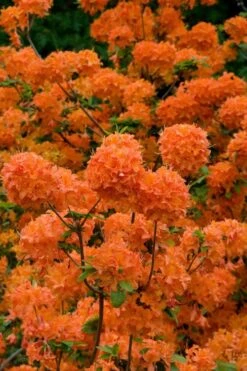 Mandarin Lights Cold Hardy Azalea (Rhododendron) - 1 Gallon Pot -Wilson Bros Gardens Plant Sales Store native azalea mandarin lights 3
