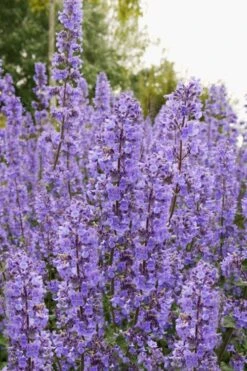 Summer Magic Catmint (Nepeta Grandiflora) - 1 Gallon Pot -Wilson Bros Gardens Plant Sales Store nepeta grandiflora summer magic catmint 3
