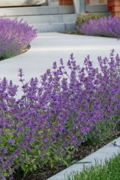 Little Trudy Catmint - 5 Pack Of Quart Pots 11 Little Trudy Catmint - 5 Pack Of Quart Pots -Wilson Bros Gardens Plant Sales Store nepeta little trudy catmint 3