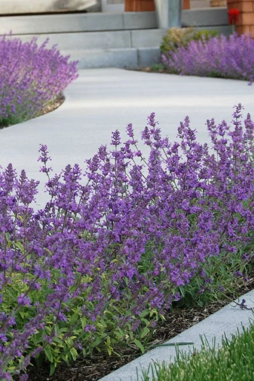 Little Trudy Catmint - 5 Pack Of Quart Pots 6 Little Trudy Catmint - 5 Pack Of Quart Pots - Image 6