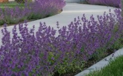 Little Trudy Catmint - 5 Pack Of Quart Pots 10 Little Trudy Catmint - 5 Pack Of Quart Pots -Wilson Bros Gardens Plant Sales Store nepeta little trudy catmint 5