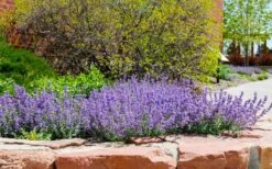 Little Trudy Catmint - 5 Pack Of Quart Pots 9 Little Trudy Catmint - 5 Pack Of Quart Pots -Wilson Bros Gardens Plant Sales Store nepeta little trudy catmint 8