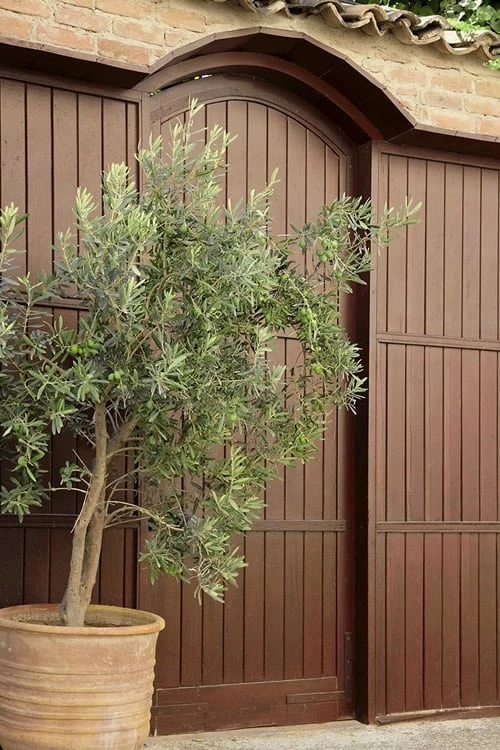 Arbequina Olive Tree - 2 Gallon Pot 5 Arbequina Olive Tree - 2 Gallon Pot - Image 5