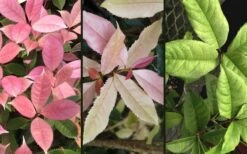 Noble Lady Tea Olive - 2 Gallon Pot -Wilson Bros Gardens Plant Sales Store osmanthus fragrans quinnan guifei noble lady tea olive 4