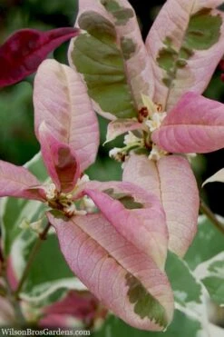 Pink Flush Variegated Tea Olive (Osmanthus Fragrans 'Yinbi Shuanghui') - 3 Gallon Pot -Wilson Bros Gardens Plant Sales Store osmanthus frangrans yinbi shuangui variegated tea olive 10 1