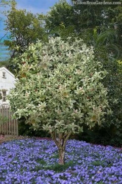 Pink Flush Variegated Tea Olive (Osmanthus Fragrans 'Yinbi Shuanghui') - 2 Gallon Pot -Wilson Bros Gardens Plant Sales Store osmanthus frangrans yinbi shuangui variegated tea olive 8