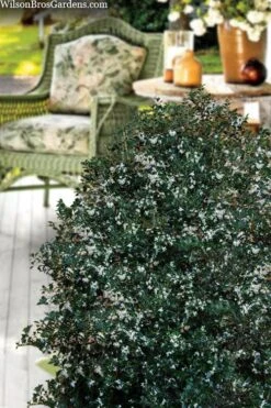 Party Princess 'Kaori Hime' Fragrant Tea Olive - 1 Gallon Pot -Wilson Bros Gardens Plant Sales Store osmanthus heterophyllus kaori hime party princess tea olive 15