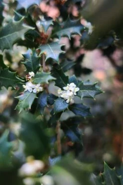 Party Princess 'Kaori Hime' Fragrant Tea Olive - 1 Gallon Pot -Wilson Bros Gardens Plant Sales Store osmanthus kaori hime party princess tea olive 1