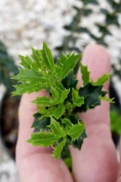 Party Princess 'Kaori Hime' Tea Olive - 7 Gallon Pot (2-3') -Wilson Bros Gardens Plant Sales Store osmanthus kaori hime party princess tea olive 2 1