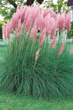 Pink Pampas Grass - 6 Pack Of 1 Gallon Pots -Wilson Bros Gardens Plant Sales Store pampas grass pink 5