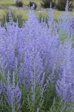 Blue Jean Baby Russian Sage (Perovskia) - 1 Gallon Pot -Wilson Bros Gardens Plant Sales Store perovskia atriplicifolia blue jean baby russian sage 1