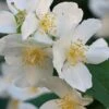 Sweet Mock Orange (Philadelphus Coronarius) - 3 Gallon Pot