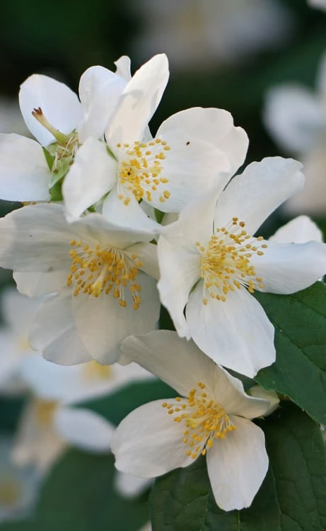 Sweet Mock Orange (Philadelphus Coronarius) - 3 Gallon Pot 1 Sweet Mock Orange (Philadelphus Coronarius) - 3 Gallon Pot