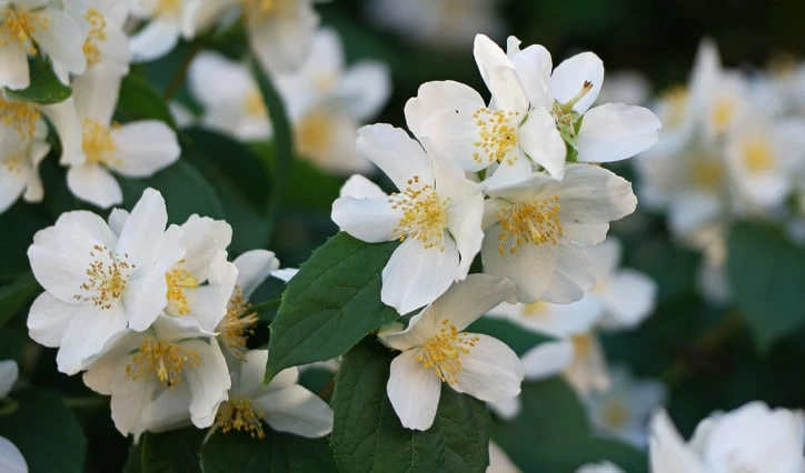 Sweet Mock Orange (Philadelphus Coronarius) - 3 Gallon Pot 4 Sweet Mock Orange (Philadelphus Coronarius) - 3 Gallon Pot - Image 4