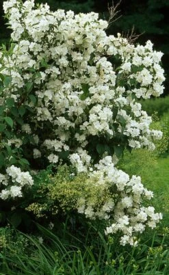 Sweet Mock Orange (Philadelphus Coronarius) - 3 Gallon Pot 11 Sweet Mock Orange (Philadelphus Coronarius) - 3 Gallon Pot -Wilson Bros Gardens Plant Sales Store philadelphus coronarius mock orange 4