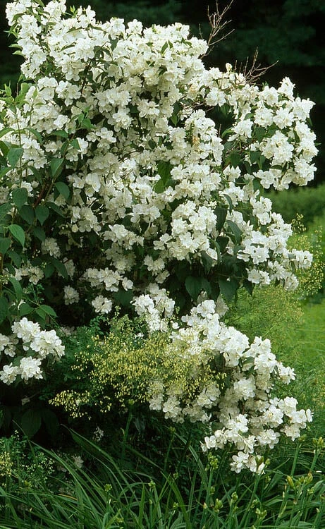 Sweet Mock Orange (Philadelphus Coronarius) - 3 Gallon Pot 5 Sweet Mock Orange (Philadelphus Coronarius) - 3 Gallon Pot - Image 5