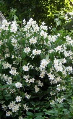 Sweet Mock Orange (Philadelphus Coronarius) - 3 Gallon Pot 13 Sweet Mock Orange (Philadelphus Coronarius) - 3 Gallon Pot -Wilson Bros Gardens Plant Sales Store philadelphus coronarius mock orange 5