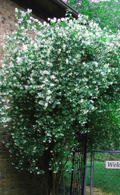 Sweet Mock Orange (Philadelphus Coronarius) - 3 Gallon Pot 6 Sweet Mock Orange (Philadelphus Coronarius) - 3 Gallon Pot - Image 6