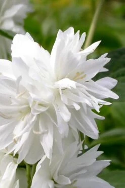 Minnesota Snowflake Mock Orange (Philadelphus) - 1 Gallon Pot -Wilson Bros Gardens Plant Sales Store philadelphus minnesota snowflake mock orange 3