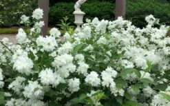 Minnesota Snowflake Mock Orange (Philadelphus) - 1 Gallon Pot -Wilson Bros Gardens Plant Sales Store philadelphus minnesota snowflake mock orange 5