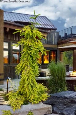 Gold Drift Weeping Norway Spruce (Picea Abies) - 6 Gallon Pot