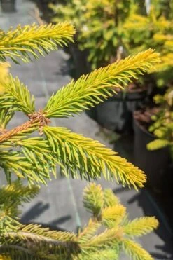 Gold Drift Weeping Norway Spruce (Picea Abies) - 6 Gallon Pot 7 Gold Drift Weeping Norway Spruce (Picea Abies) - 6 Gallon Pot -Wilson Bros Gardens Plant Sales Store picea abies gold drift norway spruce 3