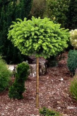 Little Gem Dwarf Norway Spruce Tree (Single Trunk) - 2 Gallon Pot -Wilson Bros Gardens Plant Sales Store picea abies little gem dwarf norway spruce tree 1