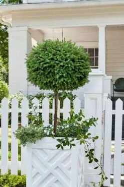 Little Gem Dwarf Norway Spruce Tree (Single Trunk) - 2 Gallon Pot -Wilson Bros Gardens Plant Sales Store picea abies little gem dwarf norway spruce tree 5