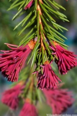 Red Tipped Norway Spruce (Picea Abies 'Rubra Spicata') - 6 Gallon Pot -Wilson Bros Gardens Plant Sales Store picea abies rubra spicata red tip norway spruce 6