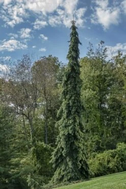 Weeping White Spruce (Picea Glauca 'Pendula') - 5 Gallon Pot -Wilson Bros Gardens Plant Sales Store picea glauca pendula weeping white spruce 21