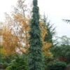 Weeping White Spruce (Picea Glauca 'Pendula') - 5 Gallon Pot