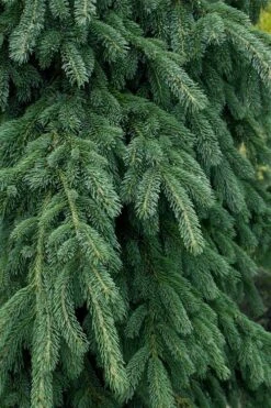 Weeping White Spruce (Picea Glauca 'Pendula') - 5 Gallon Pot -Wilson Bros Gardens Plant Sales Store picea glauca pendula weeping white spruce 4