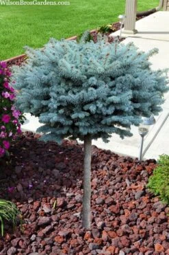 Dwarf Globe Blue Spruce Topiary Tree (Picea Pungens 'Globosa') - 5 Gallon Pot -Wilson Bros Gardens Plant Sales Store picea pungens glauca globosa dwarf globe colorado blue spruce topiary tree 2