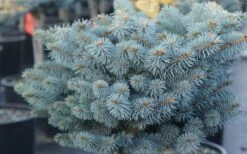 Dwarf Globe Blue Spruce Topiary Tree (Picea Pungens 'Globosa') - 5 Gallon Pot -Wilson Bros Gardens Plant Sales Store picea pungens globosa dwarf globe blue spruce 2