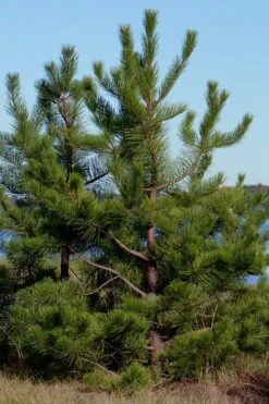 Pitch Pine Tree (Pinus Rigida) - 3 Gallon Pot 8 Pitch Pine Tree (Pinus Rigida) - 3 Gallon Pot -Wilson Bros Gardens Plant Sales Store pinus rigida pitch pine 1