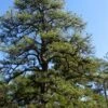 Pitch Pine Tree (Pinus Rigida) - 3 Gallon Pot