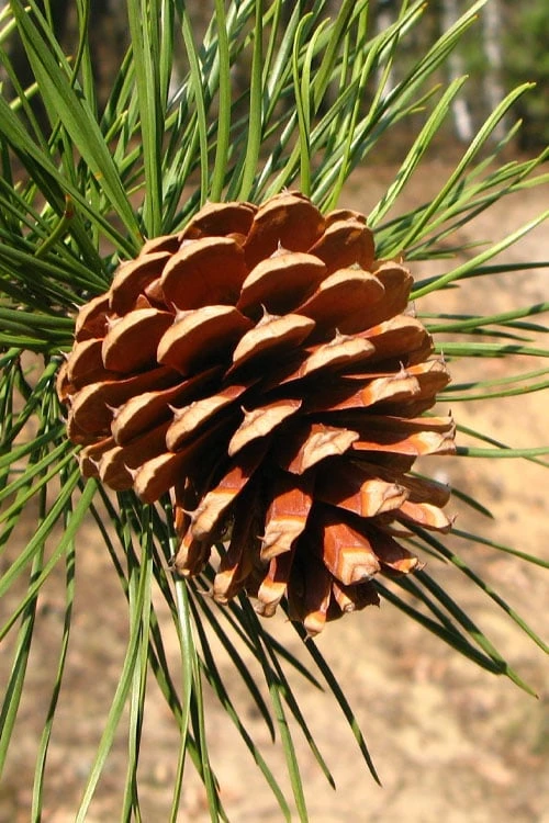 Pitch Pine Tree (Pinus Rigida) - 3 Gallon Pot 6 Pitch Pine Tree (Pinus Rigida) - 3 Gallon Pot - Image 6