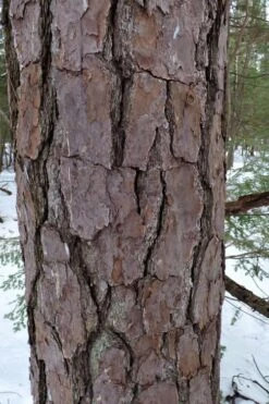 Pitch Pine Tree (Pinus Rigida) - 3 Gallon Pot 10 Pitch Pine Tree (Pinus Rigida) - 3 Gallon Pot -Wilson Bros Gardens Plant Sales Store pinus rigida pitch pine 7