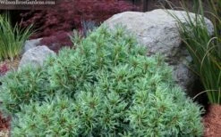 Vercurve Eastern White Pine (Pinus Strobus) - 3 Gallon Pot -Wilson Bros Gardens Plant Sales Store pinus strobus vercurve twisted needle dwarf eatern white pine 6