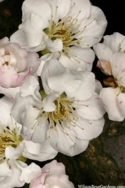 Fragrant Snow Japanese Flowering Apricot (Prunus Mume) - 2 Gallon Pot 11 Fragrant Snow Japanese Flowering Apricot (Prunus Mume) - 2 Gallon Pot -Wilson Bros Gardens Plant Sales Store prunus mume fragrant snow japanese flowering apricot 2