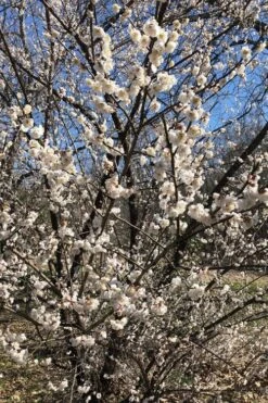 Fragrant Snow Japanese Flowering Apricot (Prunus Mume) - 2 Gallon Pot 10 Fragrant Snow Japanese Flowering Apricot (Prunus Mume) - 2 Gallon Pot -Wilson Bros Gardens Plant Sales Store prunus mume fragrant snow japanese flowering apricot 6