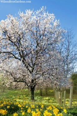 Fragrant Snow Japanese Flowering Apricot (Prunus Mume) - 2 Gallon Pot 9 Fragrant Snow Japanese Flowering Apricot (Prunus Mume) - 2 Gallon Pot -Wilson Bros Gardens Plant Sales Store prunus mume fragrant snow japanese flowering apricot 7